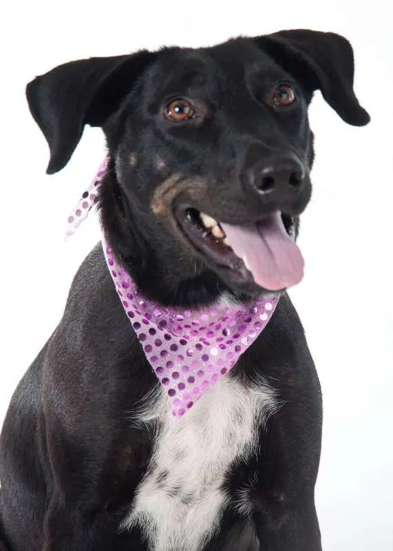 Cachorro ra a Labrador idade 2 anos nome Bella