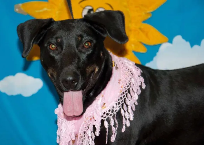 Cachorro ra a Labrador idade 2 anos nome Bella