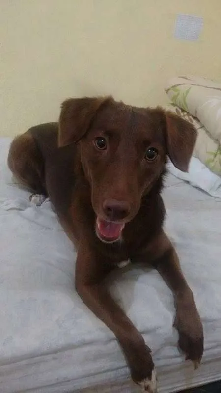 Cachorro ra a SRD idade 2 anos nome Morena