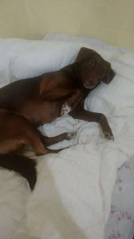 Cachorro ra a SRD idade 2 anos nome Morena