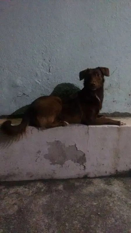 Cachorro ra a SRD idade 2 anos nome Morena