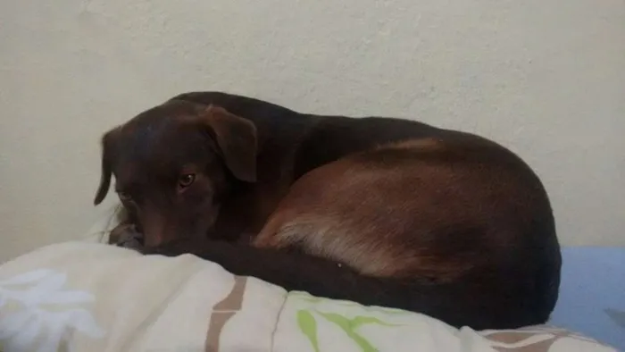 Cachorro ra a SRD idade 2 anos nome Morena