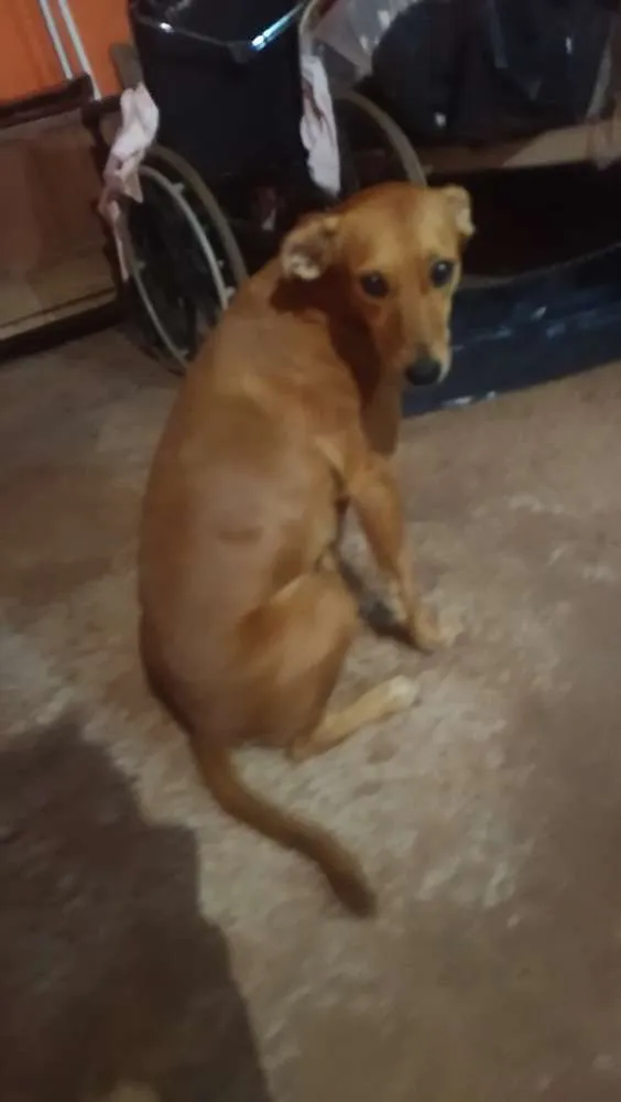 Cachorro ra a Desconheço idade 7 a 11 meses nome Chelcy