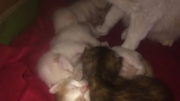 Gato ra a Sem raça  idade Abaixo de 2 meses nome Bolinhas