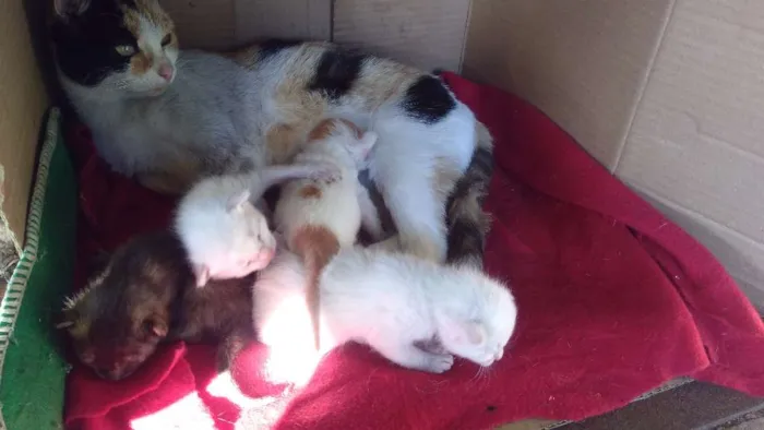 Gato ra a Sem raça  idade Abaixo de 2 meses nome Bolinhas