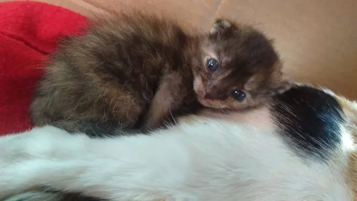 Gato ra a Sem raça  idade Abaixo de 2 meses nome Bolinhas