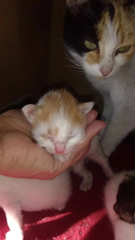 Gato ra a Sem raça  idade Abaixo de 2 meses nome Bolinhas