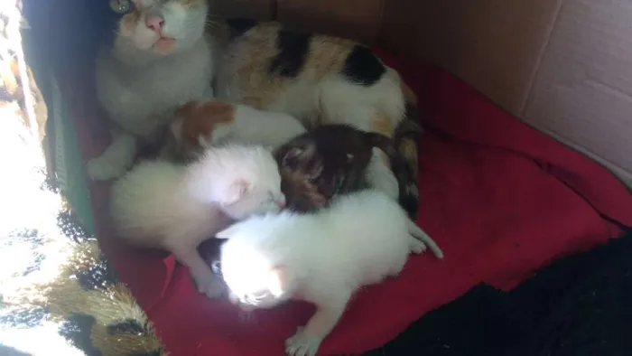 Gato ra a Sem raça  idade Abaixo de 2 meses nome Bolinhas