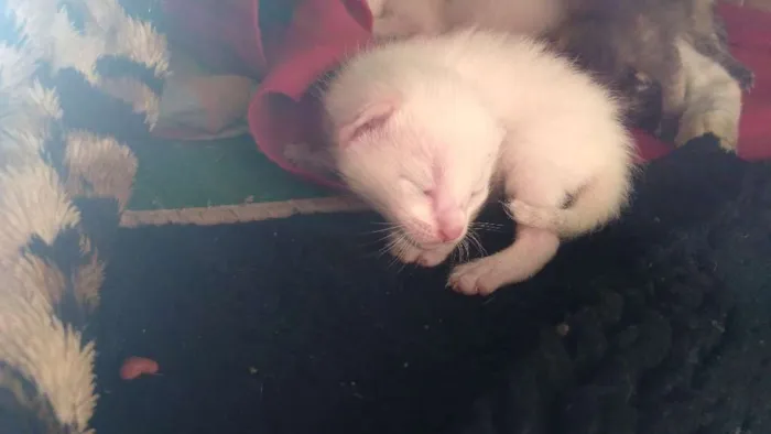 Gato ra a Sem raça  idade Abaixo de 2 meses nome Bolinhas