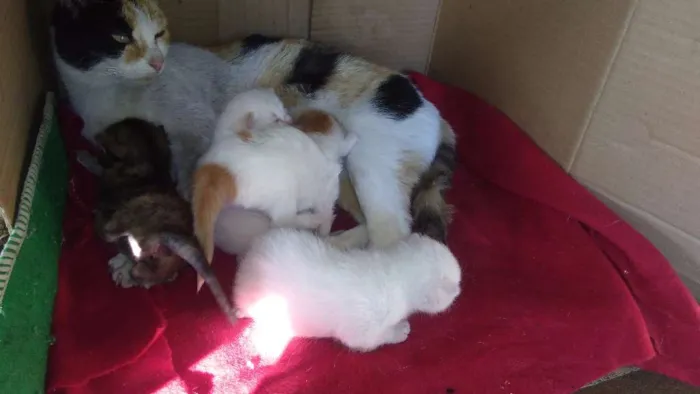 Gato ra a Sem raça  idade Abaixo de 2 meses nome Bolinhas