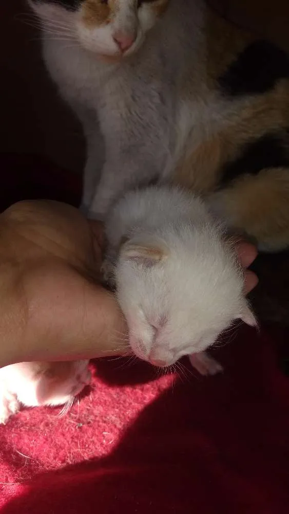 Gato ra a Sem raça  idade Abaixo de 2 meses nome Bolinhas