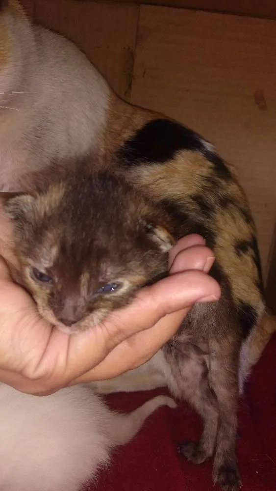 Gato ra a Sem raça  idade Abaixo de 2 meses nome Bolinhas