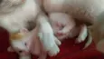 Bolinhas