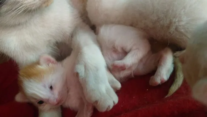 Gato ra a Sem raça  idade Abaixo de 2 meses nome Bolinhas