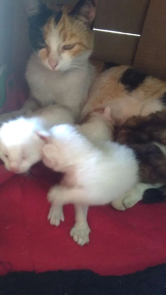 Gato ra a Sem raça  idade Abaixo de 2 meses nome Bolinhas