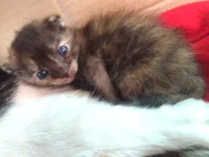 Gato raça Sem raça  idade Abaixo de 2 meses nome Bolinhas
