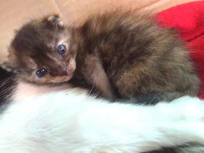 Gato ra a Sem raça  idade Abaixo de 2 meses nome Bolinhas
