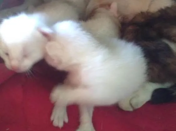 Gato ra a Sem raça  idade Abaixo de 2 meses nome Bolinhas
