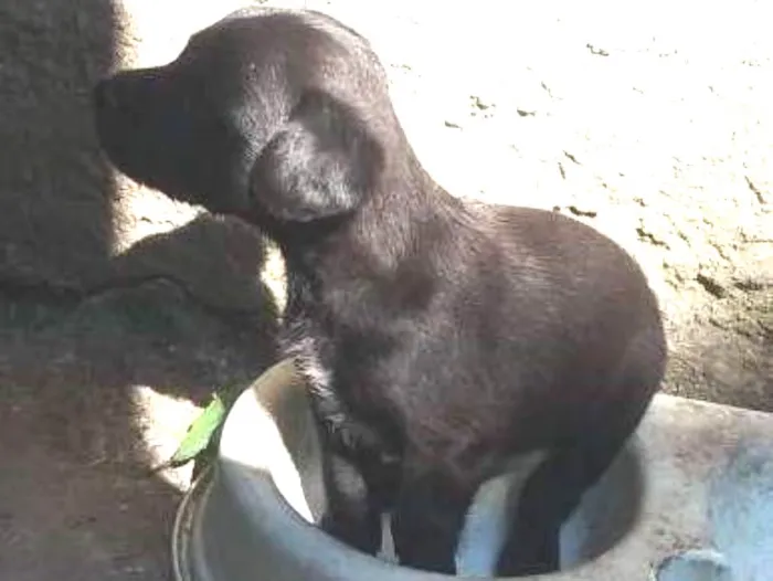 Cachorro ra a SRD  (sem raça definida)  idade Abaixo de 2 meses nome Sem nome 