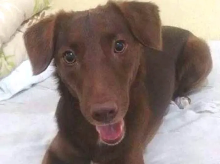 Cachorro ra a SRD idade 2 anos nome Morena