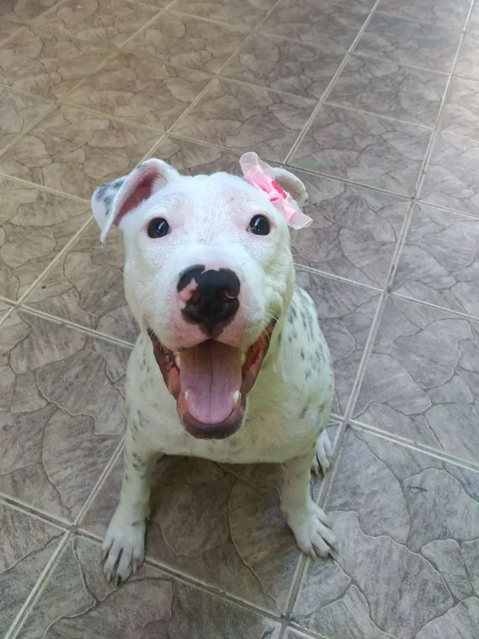 Cachorro ra a Pit Bull idade 7 a 11 meses nome Frida