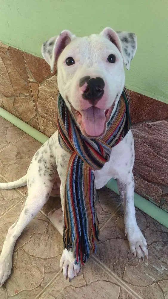 Cachorro ra a Pit Bull idade 7 a 11 meses nome Frida