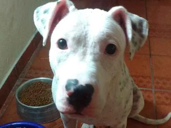 Cachorro ra a Pit Bull idade 7 a 11 meses nome Frida