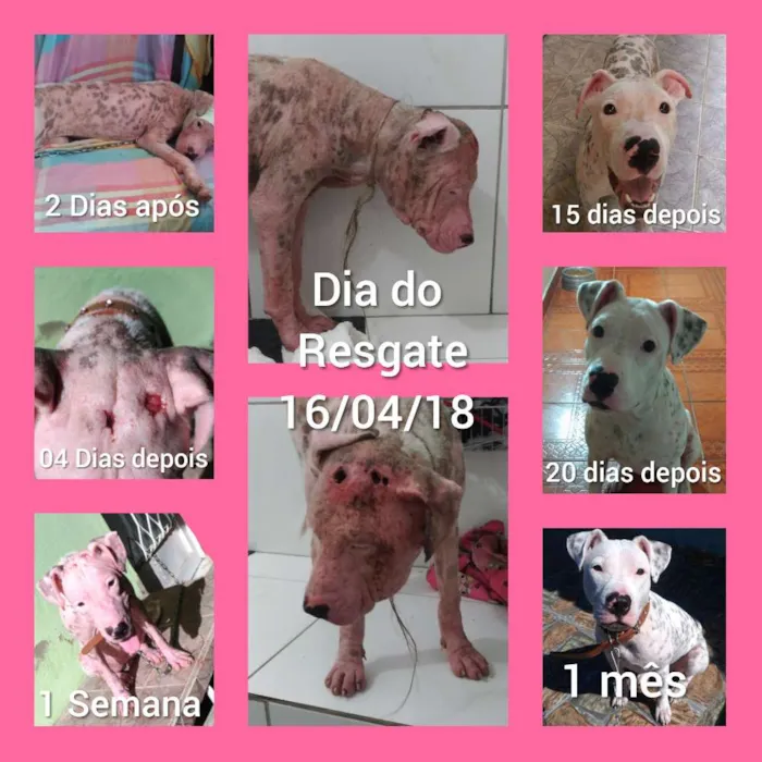 Cachorro ra a Pit Bull idade 7 a 11 meses nome Frida