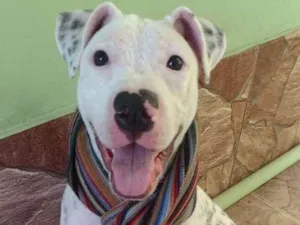 Cachorro raça Pit Bull idade 7 a 11 meses nome Frida