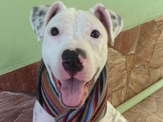Cachorro ra a Pit Bull idade 7 a 11 meses nome Frida