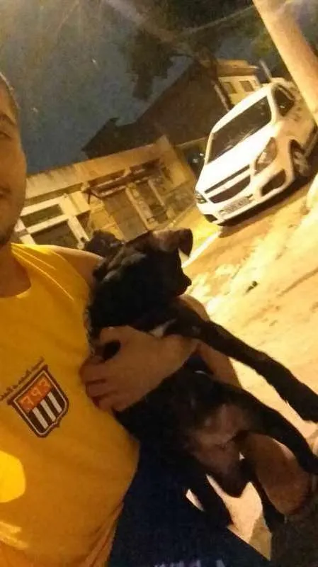 Cachorro ra a SRD idade 2 a 6 meses nome Sem Nome