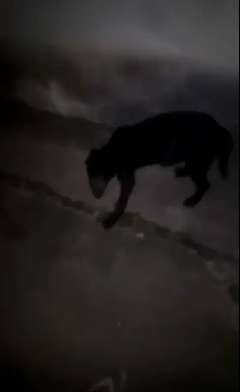 Cachorro ra a SRD idade 2 a 6 meses nome Sem Nome