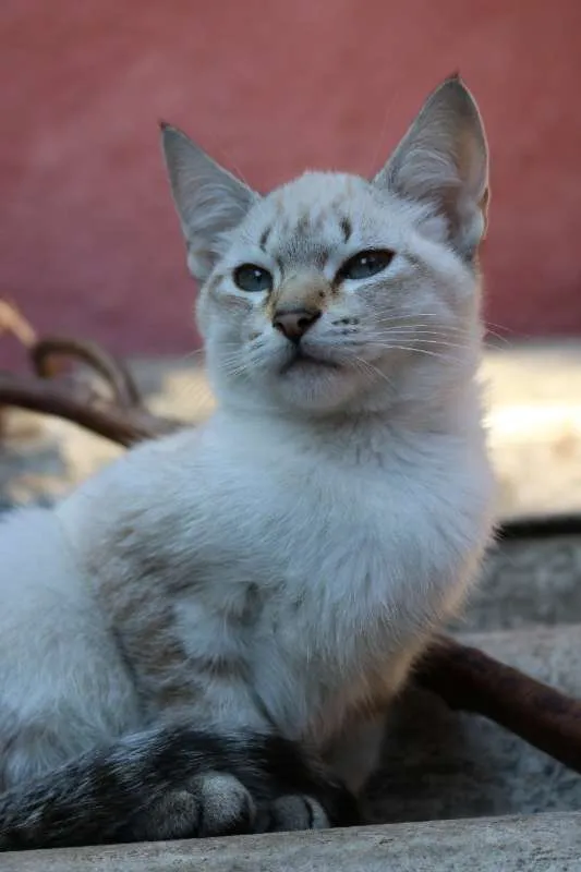 Gato ra a SRD idade 2 a 6 meses nome Yuri