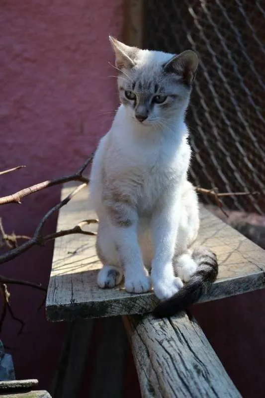 Gato ra a SRD idade 2 a 6 meses nome Sergey