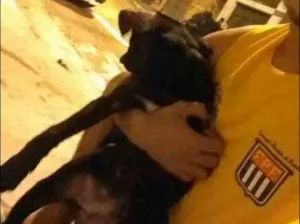 Cachorro raça SRD idade 2 a 6 meses nome Sem Nome