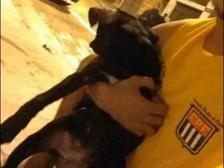 Cachorro ra a SRD idade 2 a 6 meses nome Sem Nome