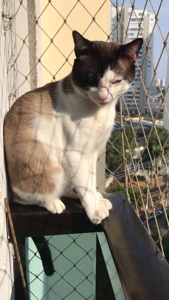 Gato raça  idade 3 anos nome   Freed 