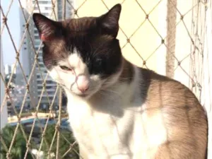 Gato raça  idade 3 anos nome   Freed 