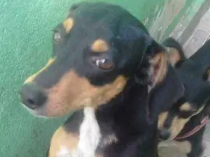 Cachorro raça Não sei dizer idade 7 a 11 meses nome Não sei