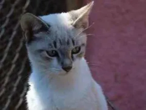 Gato raça SRD idade 2 a 6 meses nome Sergey