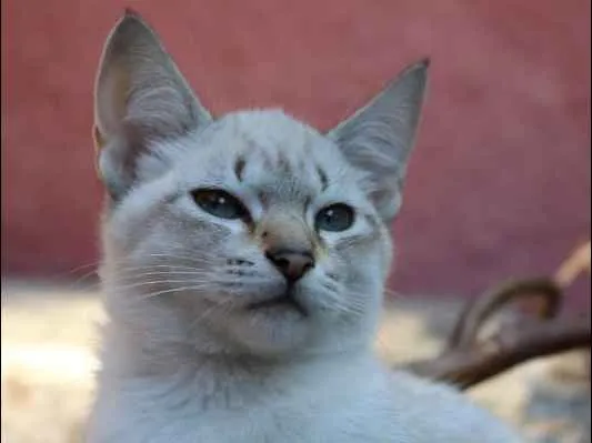 Gato ra a SRD idade 2 a 6 meses nome Yuri