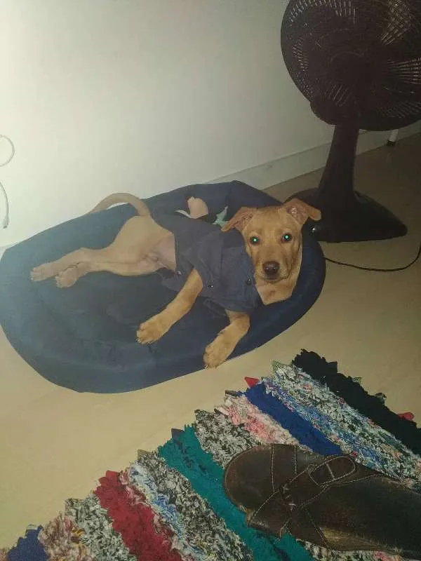 Cachorro ra a SRD idade 2 a 6 meses nome Lion