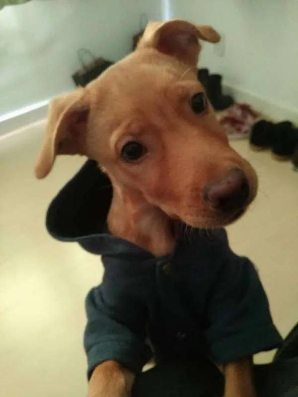 Cachorro ra a SRD idade 2 a 6 meses nome Lion