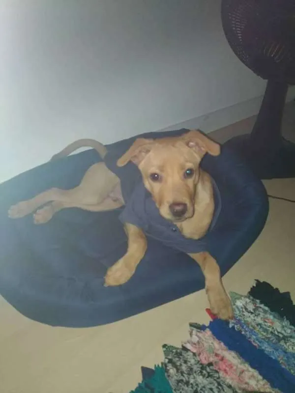 Cachorro ra a SRD idade 2 a 6 meses nome Lion