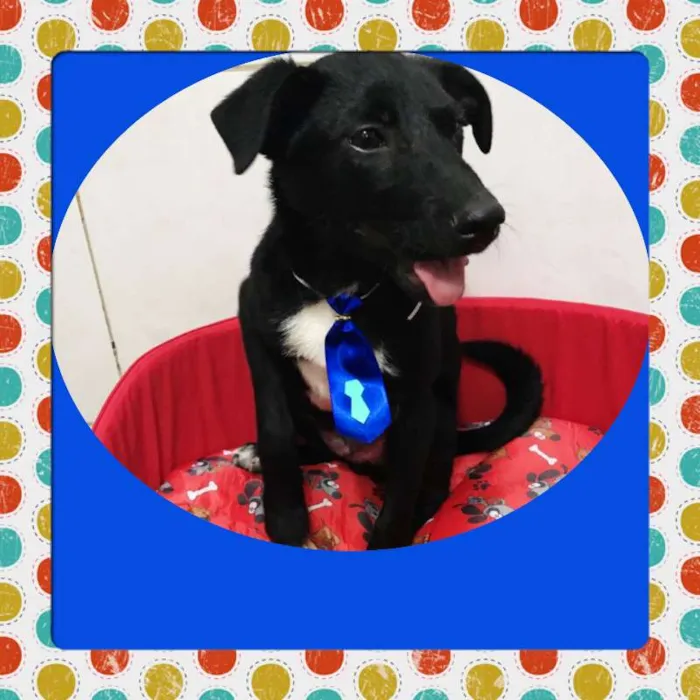 Cachorro ra a srd idade 2 a 6 meses nome Negote
