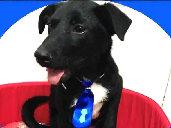Cachorro ra a srd idade 2 a 6 meses nome Negote