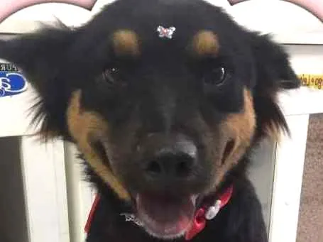 Cachorro ra a SRD idade 1 ano nome SHAKIRA