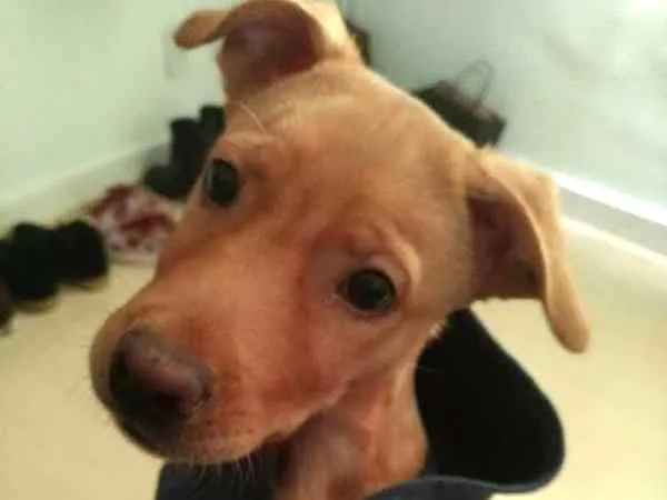 Cachorro ra a SRD idade 2 a 6 meses nome Lion