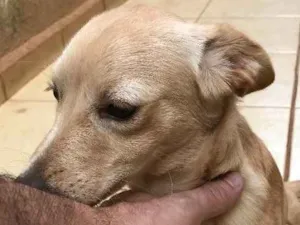 Cachorro raça Vira lata idade 7 a 11 meses nome Britney