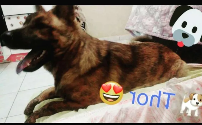 Cachorro ra a mistura de show show com pasto idade 7 a 11 meses nome Thor